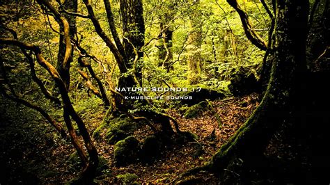 Nature Sound 17 - THE MOST RELAXING SOUNDS - - YouTube