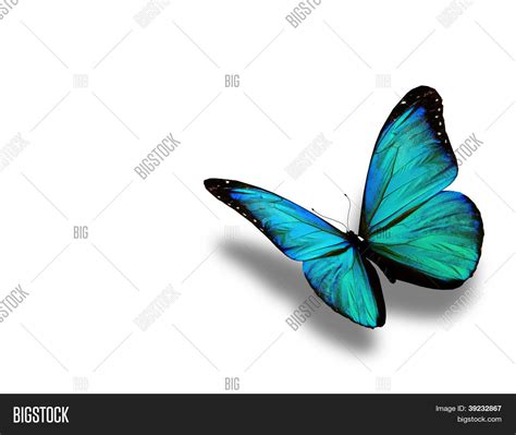 Turquoise Butterfly, Image & Photo (Free Trial) | Bigstock