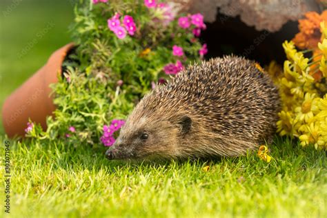 Hedgehog, wild, native, European hedgehog, facing left in natural ...