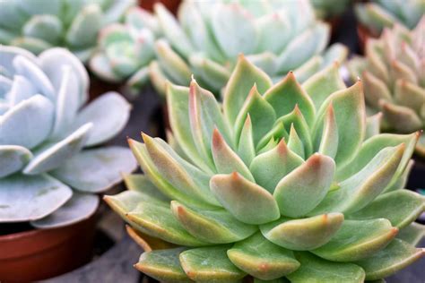 10 Most Popular Types of Echeveria