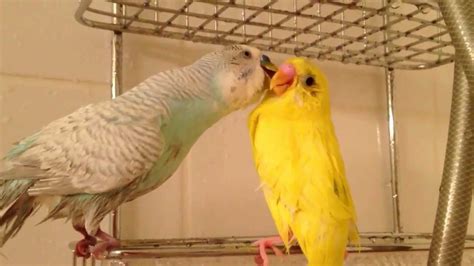 Wet budgies kissing - YouTube