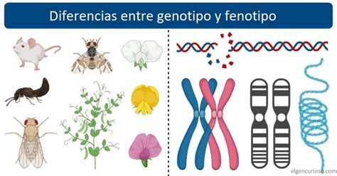 Genotipo y fenotipo: Definición, ejemplos y 10 principales diferencias ...