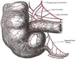 The Appendix Evolved More Than 30 Times - Neatorama