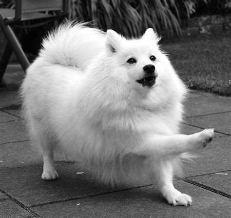 About Dog Japanese Spitz: Is Your Japanese Spitz Potty Trained Enough?