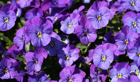 Violet Flower Meaning and Symbolism: The Color of Modesty