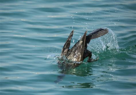 Cormorant is Diving in Choppy Water. Shallow Depth of Field Stock Photo ...