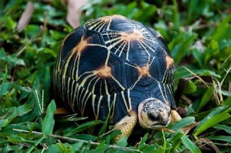 Radiated tortoise for sale | baby raditated tortoises for sale online radiated tortoise breeder