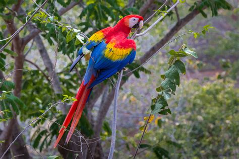 Macaw Conservation in Costa Rica