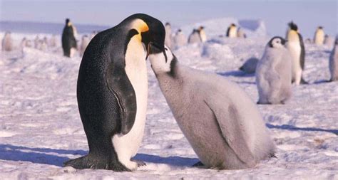 King Penguin Eating Fish