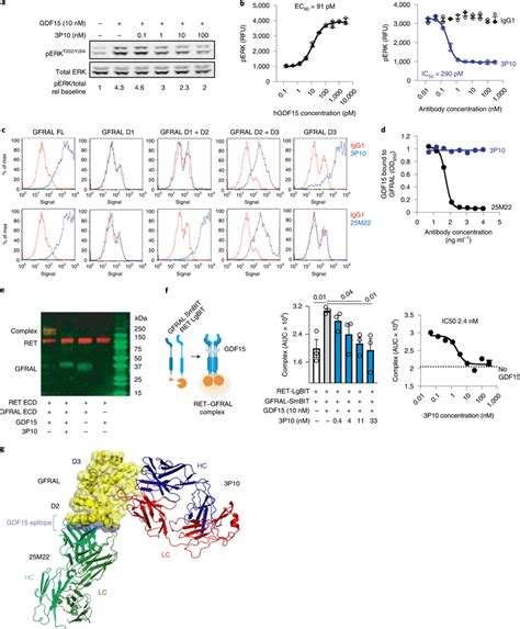 The GFRAL antagonist antibody 3P10 inhibits signaling by preventing RET... | Download Scientific ...