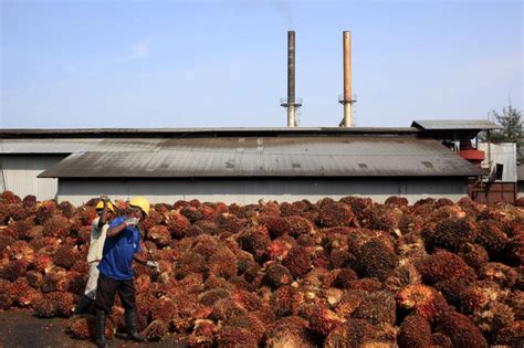 Mohon Operasi Ladang, Kilang Sawit Enam Daerah Di Sabah Diteruskan – Sabah Post