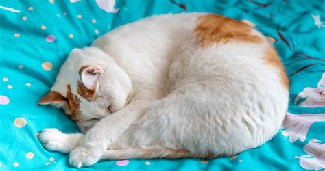 Cat Sleeping Positions: What Do They Mean? - We Love Cats and Kittens