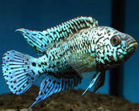 Electric Blue Jack Dempsey Cichlid - Medium/Large size - Bluegrassaquatics.com