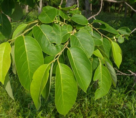 American Persimmon (Diospyros virginiana)