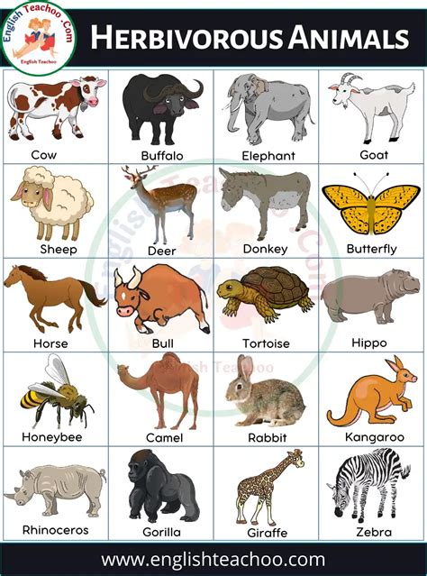 50 Herbivorous Animals Name List and Examples - EnglishTeachoo