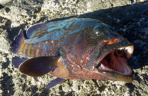 Recently Caught Hawaii's Most Invasive fish, The Peacock Grouper. : r/pics