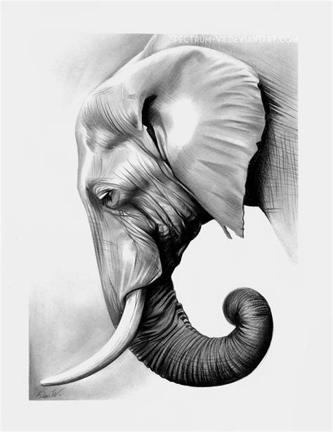 Elephant in graphite by Spectrum-VII | Elephant drawing, Elephant art ...