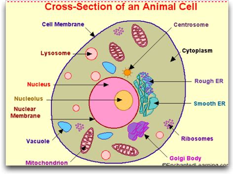 Quia - Regents Prep: Living Environment - The Cell & Organelles