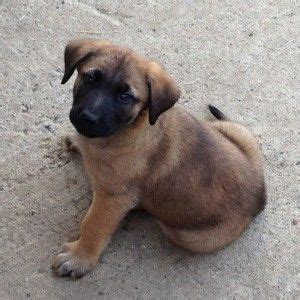 Boerboel Mix Boerboel Cross German Shepherd Puppies - Pets Lovers