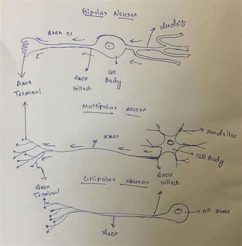 [Solved] Draw a multipolar neuron, a bipolar neuron, and a unipolar ...