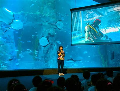 Lotte World Aquarium Review | Under The Sea With 650 Incredible Marine ...