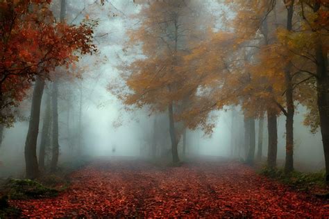 Dark path in a misty autumn forest 26542178 Stock Photo at Vecteezy