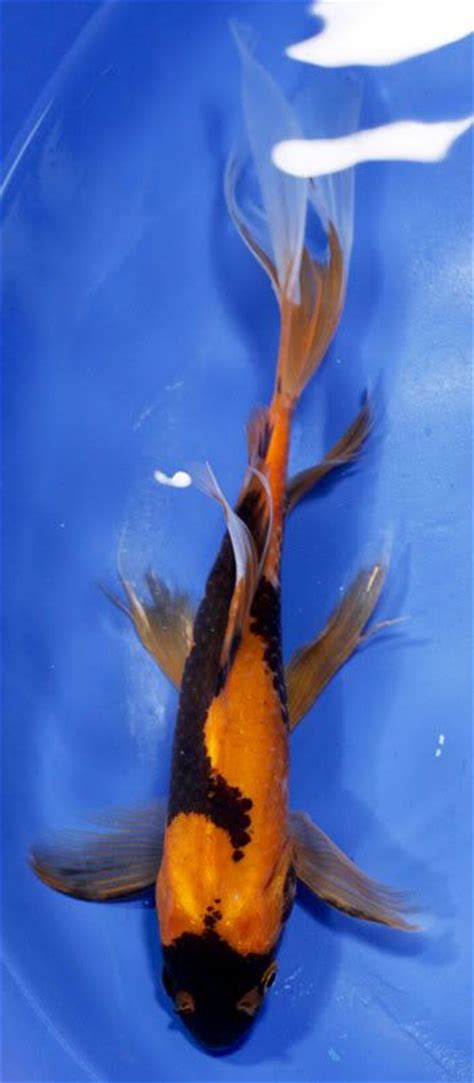 Black and Orange Comet? | Koi fish, Common goldfish, Butterfly koi