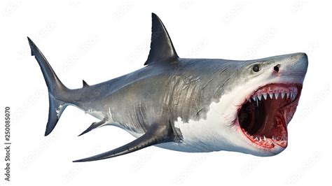 Shark With Mouth Open