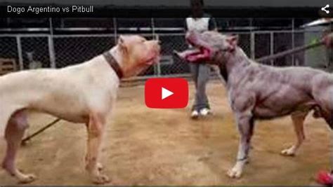 TOPVIDEO: Dogo Argentino vs Pitbull