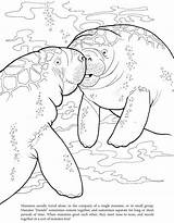 Cute Manatee Coloring Page Pages sketch template