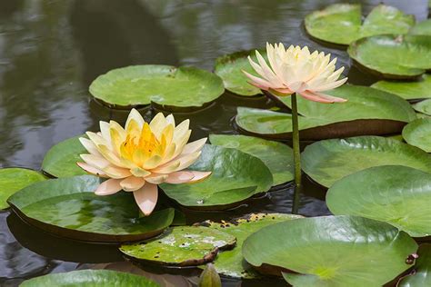 Best Floating Plants for your Pond