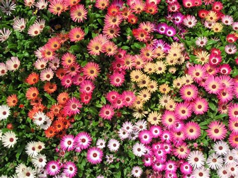 Ice Plant LIVINGSTONE DAISY Dorotheanthus Mix Dry Hot Iceplant | Etsy