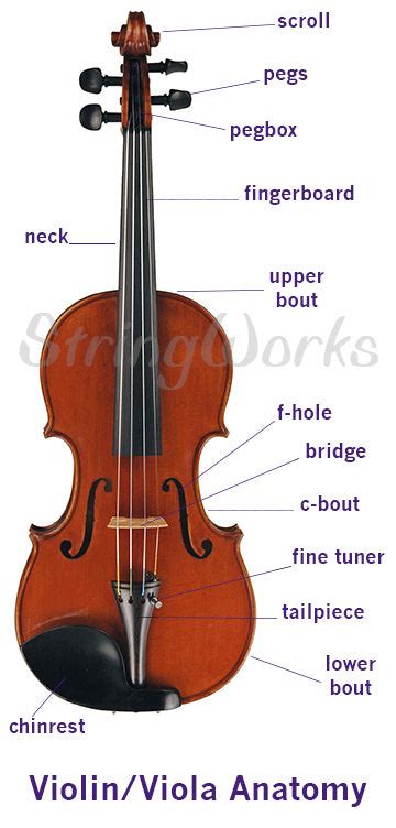 Anatomy of a Violin, Viola, and Cello (Parts Diagram) – StringWorks