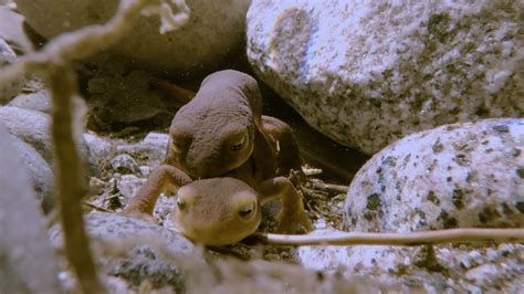 Yosemite | Newt Mating in the High Sierra | Web Exclusive | Nature | PBS