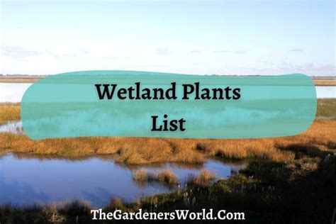 Wetland Plants List: A Guide To The Flora Of Wetlands - The Gardeners World