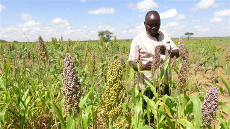 Drought-Resistant Crops: The Solution to World Hunger? - TBP