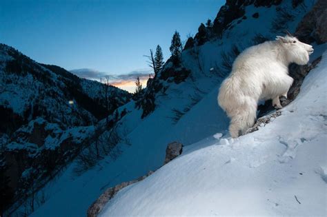 Meet the animals that thrive in extreme mountain conditions | Animals ...