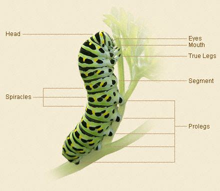 Body Parts Of A Caterpillar | Gardens with Wings