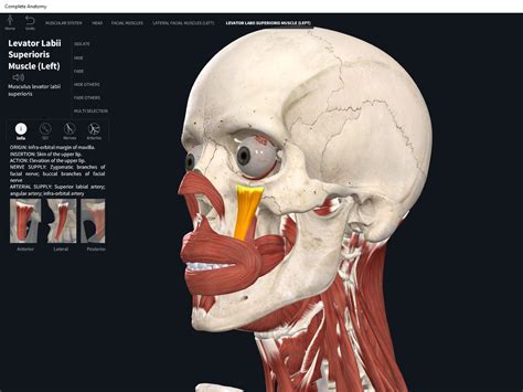 Muscles: Levator Labii Superioris. – Anatomy & Physiology