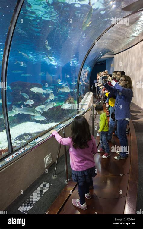 Tunnel in Barcelona Aquarium ocean fish tank in Barcelona, Catalonia, Spain Stock Photo - Alamy