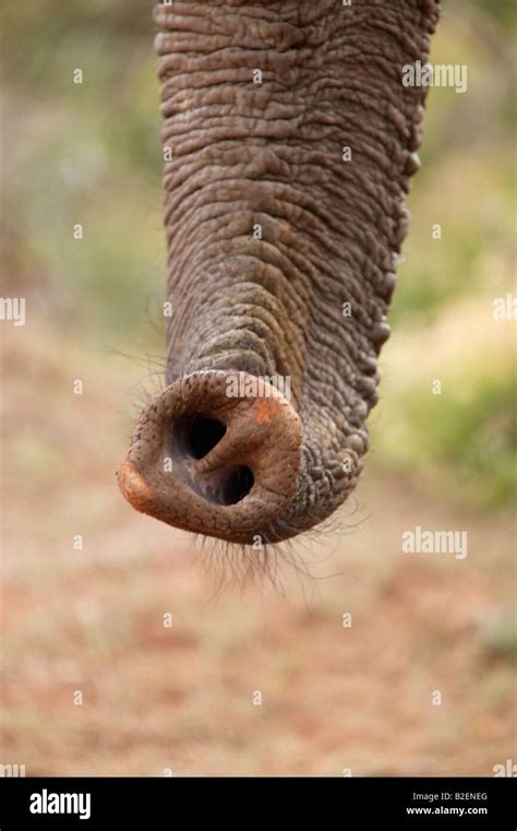 Close up of the nostril holes on the tip of an African elephant trunk Stock Photo - Alamy