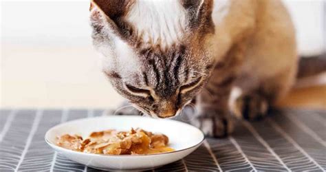 5 Best High Protein Cat Food Picks of 2022 - We Love Cats and Kittens