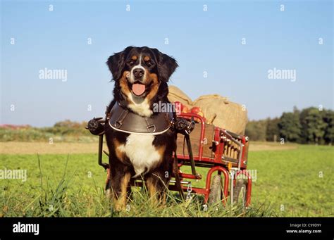 Bernese Mountain Dog pulling cart with apples Stock Photo - Alamy