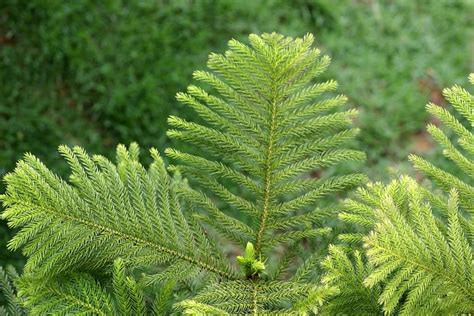 Outdoor Norfolk Island Pine Requirements: Growing A Norfolk Island Pine ...