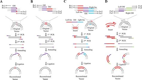 Site Directed Mutagenesis Troubleshooting No Mutation - Tommy's ...