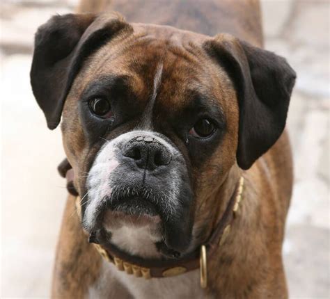 350 Boxer Dog Names – Popular Male and Female Names | Boxer dogs, Boxer ...