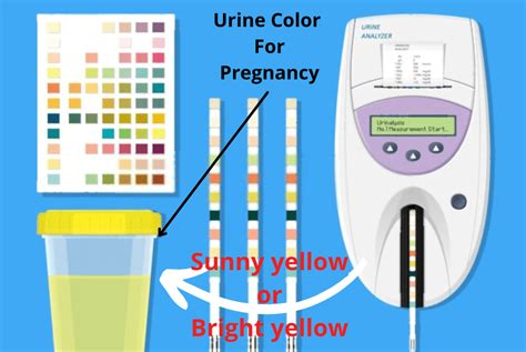 Bright Yellow Urine An Early Pregnancy Sign!! (Parental Myths & The ...