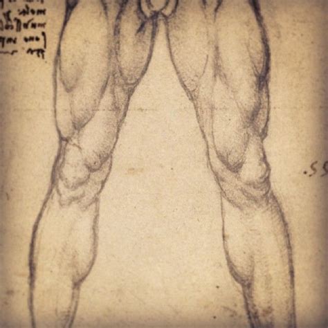 Leg Muscles Art Reference - Muscle Anatomy | Bodaswasuas