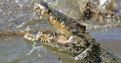 Alligator vs. Crocodile: 6 Key Differences and Who Wins in a Fight - A ...