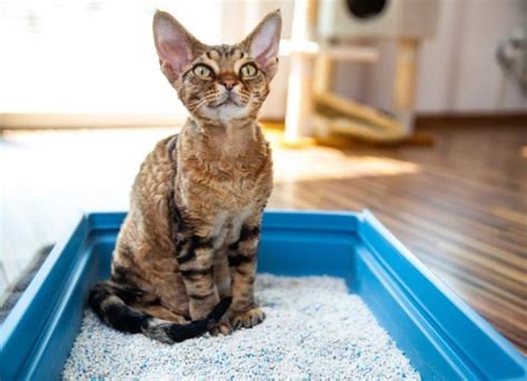 Cat Constipation: Symptoms, Causes, Treatment, and FAQs | PetMD